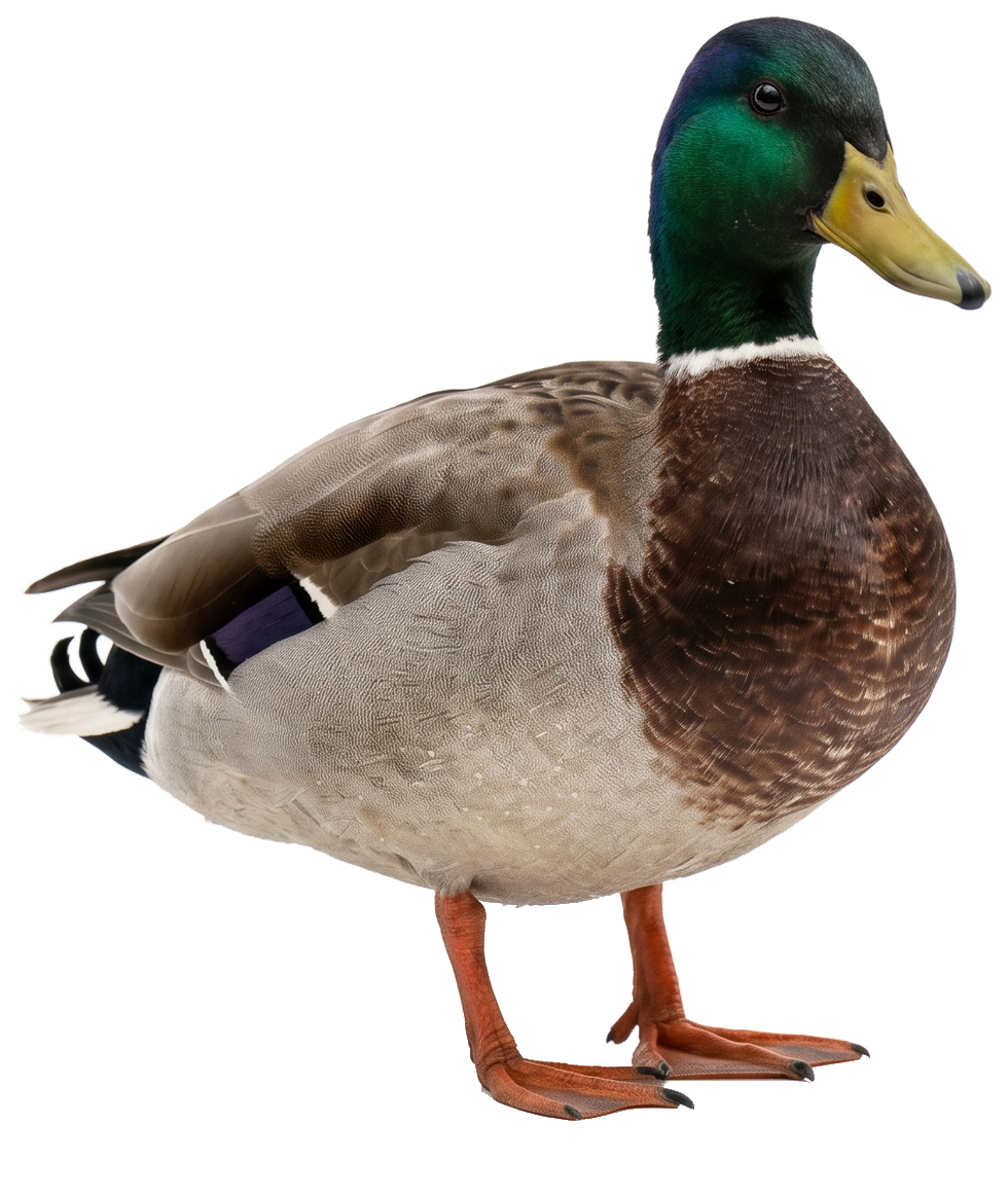 Mallard